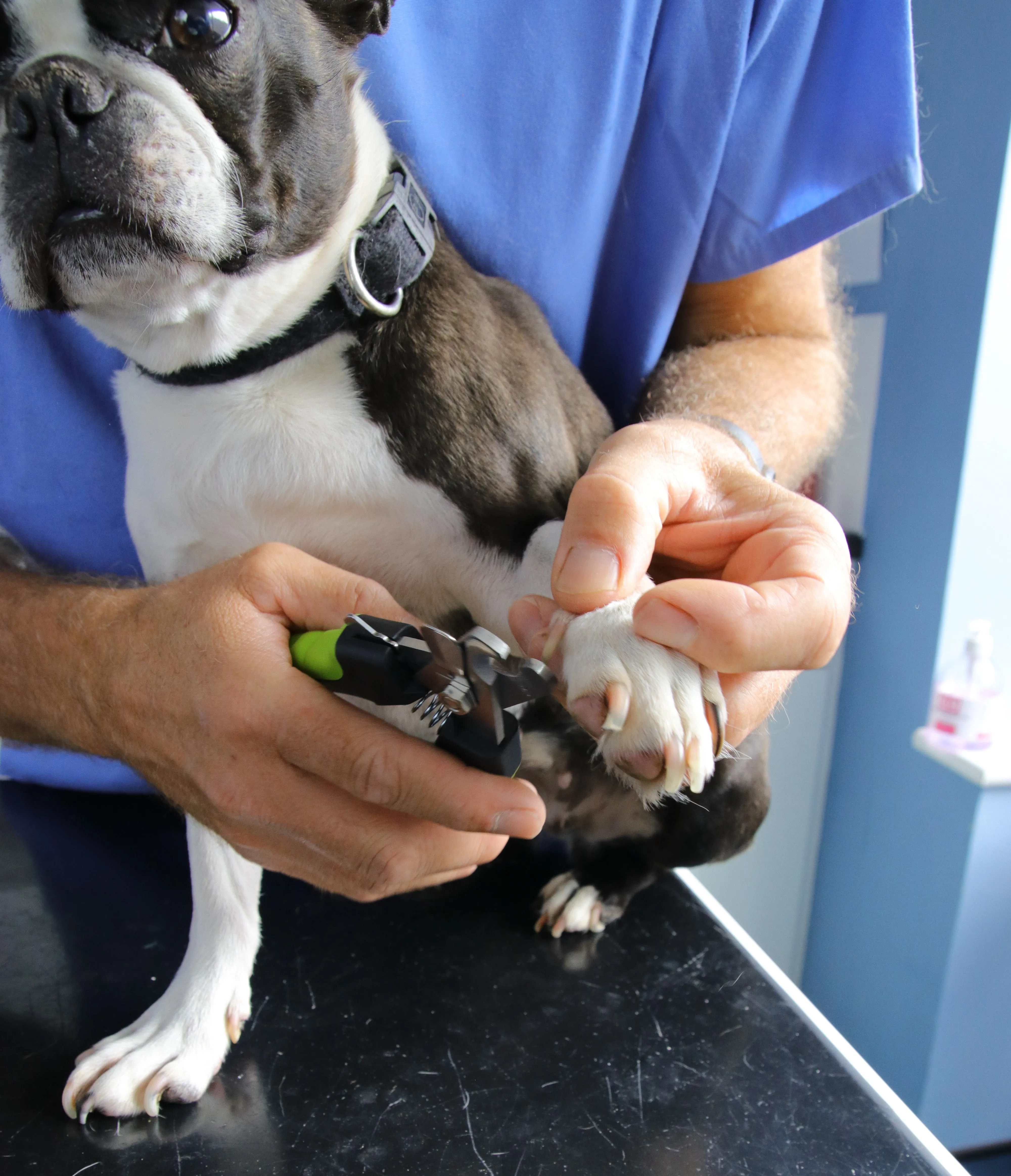 Medium - Large Dog Nail Clippers